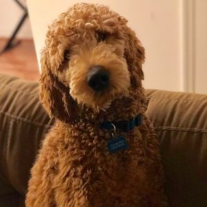 Meet your Posher, Rachel